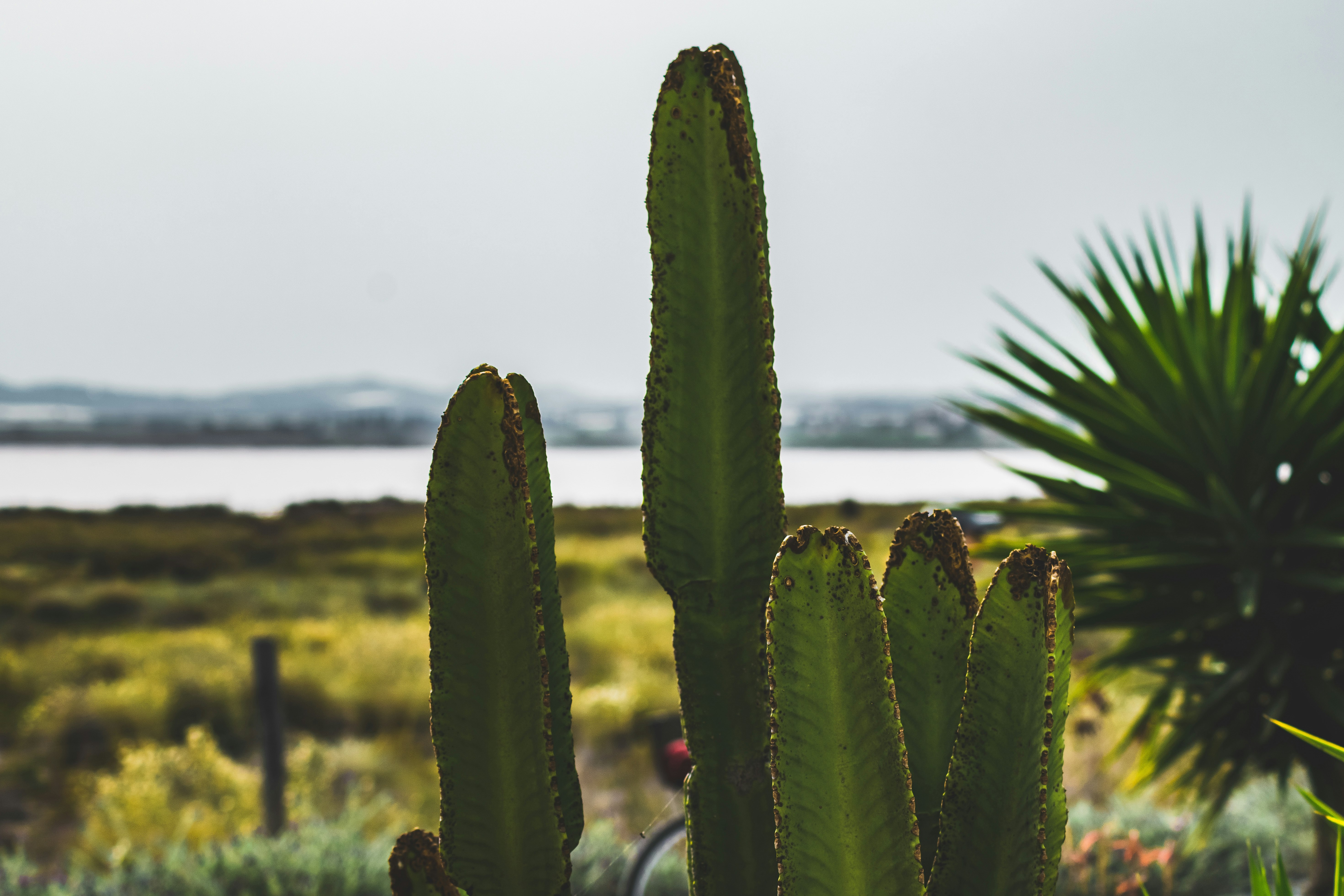 green cactus plant during daytime